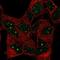 Bromodomain Adjacent To Zinc Finger Domain 1B antibody, NBP2-57741, Novus Biologicals, Immunofluorescence image 