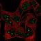 Bromodomain Adjacent To Zinc Finger Domain 1B antibody, HPA067010, Atlas Antibodies, Immunofluorescence image 