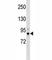 TANK Binding Kinase 1 antibody, F45532-0.4ML, NSJ Bioreagents, Western Blot image 