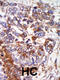 Protein Kinase CGMP-Dependent 1 antibody, 63-329, ProSci, Immunohistochemistry paraffin image 