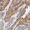 Epoxide Hydrolase 3 antibody, NBP1-90290, Novus Biologicals, Immunohistochemistry paraffin image 