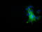 NUMB Endocytic Adaptor Protein antibody, M01206-1, Boster Biological Technology, Immunofluorescence image 