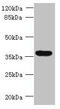 Tripartite Motif-Containing 51 antibody, CSB-PA871567LA01HU, Cusabio, Western Blot image 