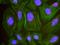 Minichromosome Maintenance Complex Component 6 antibody, NB100-291, Novus Biologicals, Proximity Ligation Assay image 