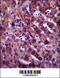 Paraoxonase 1 antibody, 55-339, ProSci, Immunohistochemistry paraffin image 