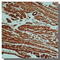 Actin Alpha 2, Smooth Muscle antibody, GTX18147, GeneTex, Immunohistochemistry paraffin image 