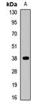 Mitochondrial Fission Factor antibody, LS-C668808, Lifespan Biosciences, Western Blot image 