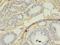 S-Phase Kinase Associated Protein 2 antibody, LS-C371330, Lifespan Biosciences, Immunohistochemistry paraffin image 