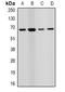Proline Dehydrogenase 1 antibody, orb340985, Biorbyt, Western Blot image 