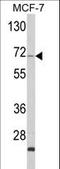 Zyg-11 Family Member A, Cell Cycle Regulator antibody, LS-C160982, Lifespan Biosciences, Western Blot image 