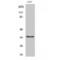 TNF Superfamily Member 9 antibody, LS-C382326, Lifespan Biosciences, Western Blot image 