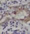 HERP antibody, FNab03838, FineTest, Immunohistochemistry frozen image 