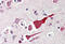 BCL2 Like 10 antibody, MBS240480, MyBioSource, Immunohistochemistry frozen image 