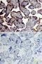  antibody, MAB4169, R&D Systems, Immunohistochemistry paraffin image 