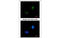 Small Nuclear Ribonucleoprotein 13 antibody, MBS835066, MyBioSource, Immunofluorescence image 