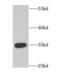 Caudal Type Homeobox 1 antibody, FNab01572, FineTest, Western Blot image 