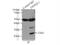 TPD52 Like 1 antibody, 14732-1-AP, Proteintech Group, Immunoprecipitation image 