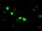 Lysine Demethylase 4C antibody, MA5-24960, Invitrogen Antibodies, Immunocytochemistry image 