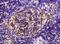 Peptidylprolyl Isomerase A antibody, orb100498, Biorbyt, Immunohistochemistry paraffin image 