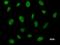 Bromodomain Containing 3 antibody, LS-C342388, Lifespan Biosciences, Immunofluorescence image 