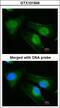 DnaJ Heat Shock Protein Family (Hsp40) Member B6 antibody, LS-B10756, Lifespan Biosciences, Immunocytochemistry image 