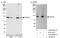 DEAD-Box Helicase 23 antibody, A300-693A, Bethyl Labs, Western Blot image 