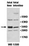 Hydroxysteroid 17-Beta Dehydrogenase 11 antibody, orb77907, Biorbyt, Western Blot image 