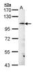FLJ32786 antibody, orb74289, Biorbyt, Western Blot image 