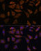 Phosphoglycerate Kinase 2 antibody, 14-721, ProSci, Immunofluorescence image 