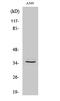 G Protein-Coupled Receptor 82 antibody, A14949, Boster Biological Technology, Western Blot image 