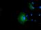 Isovaleryl-CoA Dehydrogenase antibody, MA5-25205, Invitrogen Antibodies, Immunocytochemistry image 