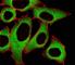 Aldehyde Dehydrogenase 1 Family Member A1 antibody, F52503-0.4ML, NSJ Bioreagents, Immunofluorescence image 