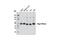 THAP domain-containing protein 11 antibody, 12305S, Cell Signaling Technology, Western Blot image 