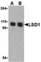 Lysine Demethylase 1A antibody, PA5-20226, Invitrogen Antibodies, Western Blot image 