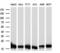 Superoxide Dismutase 1 antibody, M00238-1, Boster Biological Technology, Western Blot image 