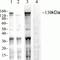 Janus Kinase 1 antibody, 700028, Invitrogen Antibodies, Western Blot image 