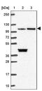 Microtubule Associated Protein 10 antibody, PA5-62625, Invitrogen Antibodies, Western Blot image 