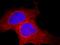 BCL2 Like 1 antibody, 66020-1-Ig, Proteintech Group, Immunofluorescence image 
