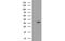 Annexin A3 antibody, MBS533603, MyBioSource, Western Blot image 