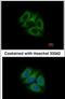 RUN And FYVE Domain Containing 1 antibody, PA5-31400, Invitrogen Antibodies, Immunofluorescence image 