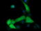 Mitogen-Activated Protein Kinase Kinase 1 antibody, LS-C174648, Lifespan Biosciences, Immunofluorescence image 