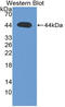 Transforming Growth Factor Beta 3 antibody, LS-C314861, Lifespan Biosciences, Western Blot image 