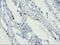 Forkhead Box I1 antibody, NBP2-03868, Novus Biologicals, Immunohistochemistry paraffin image 