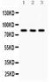 Sp3 Transcription Factor antibody, PB9508, Boster Biological Technology, Western Blot image 