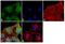 Ephrin A1 antibody, 34-3300, Invitrogen Antibodies, Immunofluorescence image 