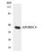 Apolipoprotein B MRNA Editing Enzyme Catalytic Polypeptide Like 4 antibody, LS-C200134, Lifespan Biosciences, Western Blot image 