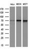 NUMB Endocytic Adaptor Protein antibody, M01206-1, Boster Biological Technology, Western Blot image 