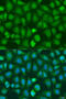Chromodomain Helicase DNA Binding Protein 1 antibody, 15-841, ProSci, Immunofluorescence image 