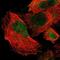 BIRC3 antibody, NBP1-90132, Novus Biologicals, Immunofluorescence image 
