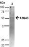 Cysteine protease ATG4D antibody, 23003, QED Bioscience, Western Blot image 